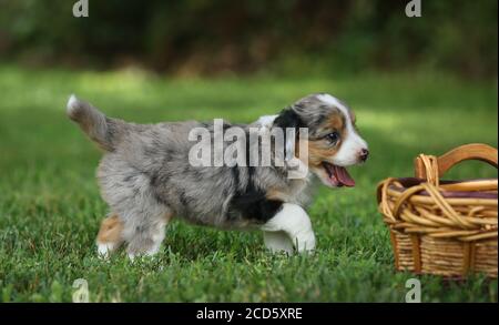 Blue Merle Aussiedoodle puppy playing in grass by basket Stock Photo