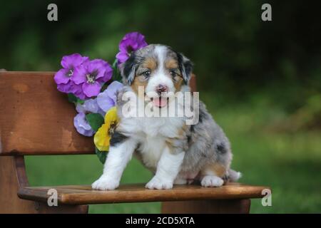 Blue Merle Aussiedoodle puppy sitting on a bench outside with green background Stock Photo