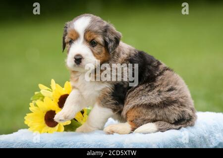 Blue Merle Aussiedoodle puppy sitting on a blanket outside with green background Stock Photo