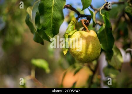 Ripe Pears on tree in fruit garden Stock Photo