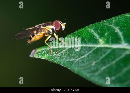 Hoverfly perched on leaf Stock Photo