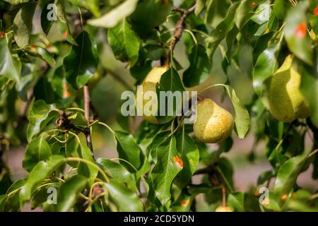Ripe Pears on tree in fruit garden Stock Photo