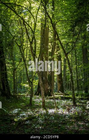Immersive beauty of natural, ancient dense forest with old oak in foreground Stock Photo