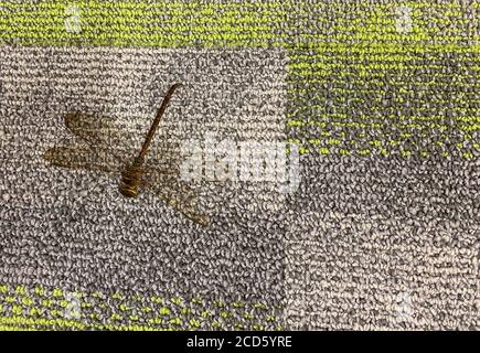 A dragon fly on a carpet in a building, Stock Photo