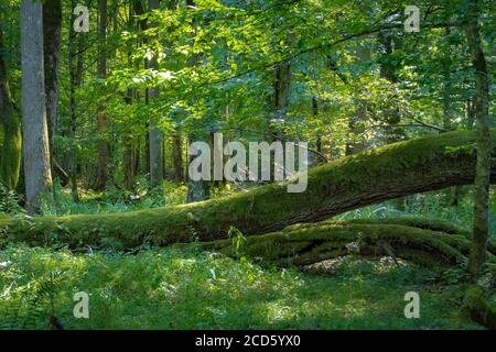 Close up on fallen tree and moss growing on it, ancient forest, Poland Stock Photo