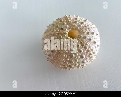 The shell of a sea urchin found underwater. Stock Photo