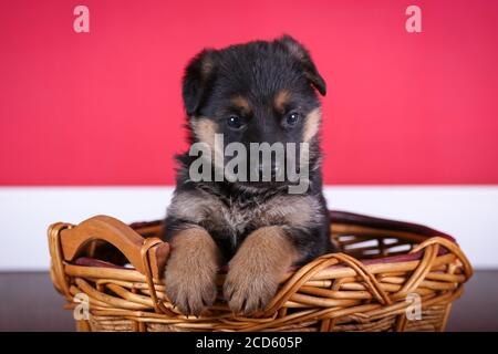 German Shepherd Puppy sitting in basket Stock Photo