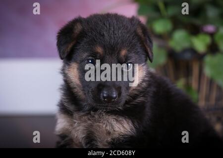 German Shepherd Puppy Stock Photo