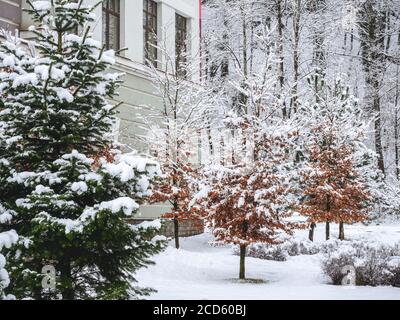 Spruce and trees with dry non-fallen leaves stand in the yard strewn with snow Stock Photo