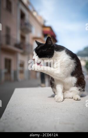 Mallorca 2019: black and white domestic cat sitting on concrete wall in the center of Port de Soller, Majorca grooming itself licking paw Stock Photo