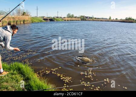 Fisherman catching brown trout with fishing line in river Stock Photo -  Alamy