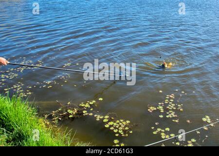 Man big catching net isolated hi-res stock photography and images