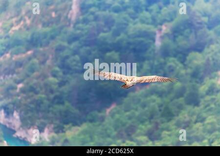 Griffon vulture (Gyps fulvus) gliding over the Verdon Gorge, Alpes de Haute Provence, Provence, France Stock Photo