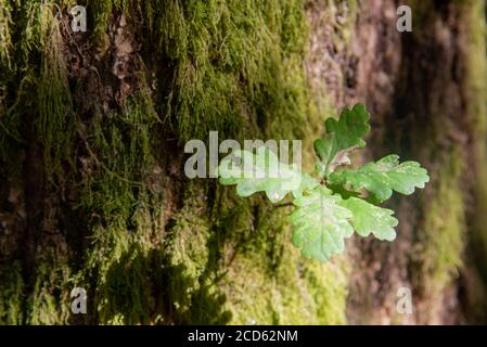young leaves at oaktree in France Stock Photo