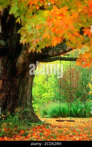 Swing hanging from maple tree in autumn, Vermont, USA Stock Photo