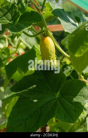 Cucumber, Poona Kheera, vegetable food crop Stock Photo