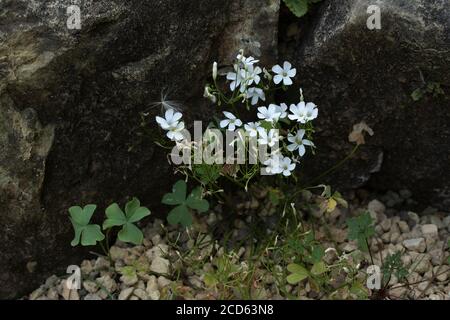 Oxalis Articulata ‘Cressipes Alba’, white ornamental rock garden flower Stock Photo