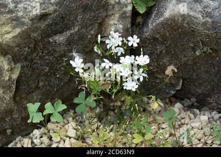 Oxalis Articulata ‘Cressipes Alba’, white ornamental rock garden flower Stock Photo
