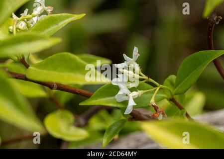 Trachelospermum Speciosum, flowers and twining vine Stock Photo