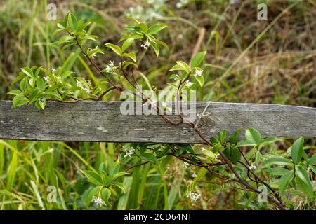 Trachelospermum Speciosum, flowers and twining vine Stock Photo