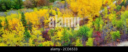 Aerial view of footpath in forest in autumn, Edmonton, Alberta, Canada Stock Photo
