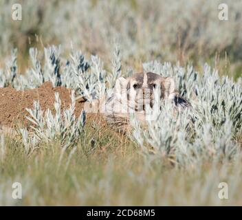 Badger in the Canadian prairies Stock Photo