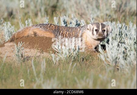 Badger in the Canadian prairies Stock Photo