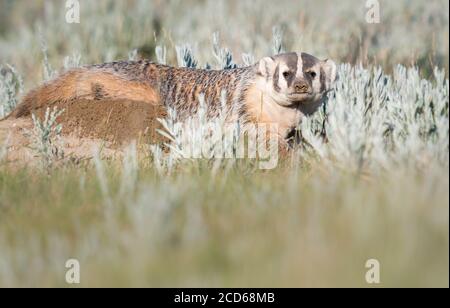 Badger in the Canadian prairies Stock Photo