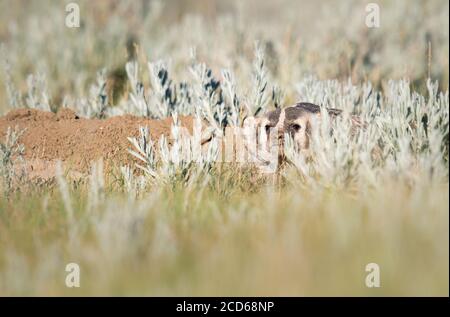 Badger in the Canadian prairies Stock Photo