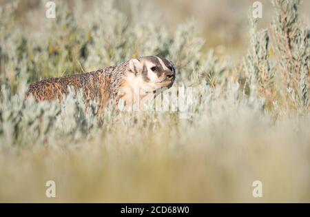 Badger in the Canadian wilderness Stock Photo