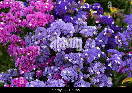 Europe, Malta, Valletta. Colorful Statice flowers, long-lasting annuals. Stock Photo