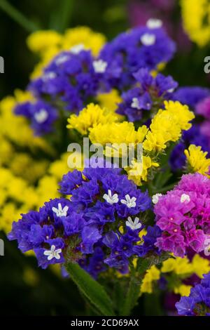 Europe, Malta, Valletta. Colorful Statice flowers, long-lasting annuals. Stock Photo