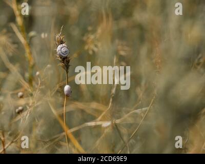 Selective focus on small spiral shells of steppe snails on dried plant stems. Beautiful natural background. Macro shot of molluscs in the wild. Copy Stock Photo