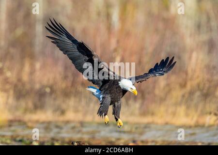 Bald Eagle coming in for a landing Stock Photo