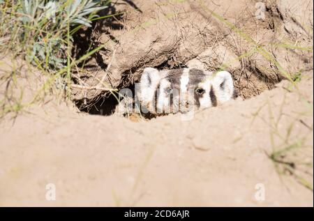 Badger in the Canadian wilderness Stock Photo