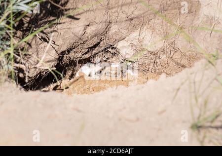 Badger in the Canadian wilderness Stock Photo