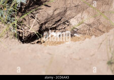 Badger in the Canadian wilderness Stock Photo