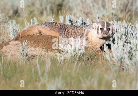 Badger in the Canadian wilderness Stock Photo