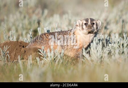 Badger in the Canadian wilderness Stock Photo