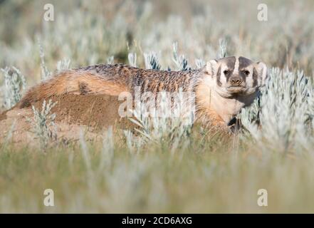 Badger in the Canadian wilderness Stock Photo