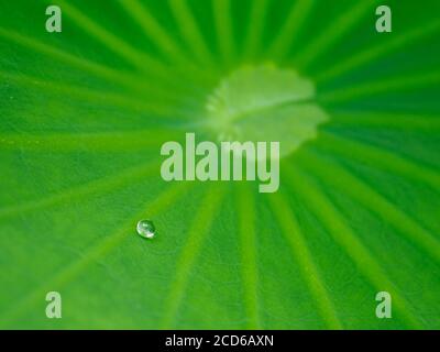 Water drop on a green lotus plant leaf, in Japan. Stock Photo