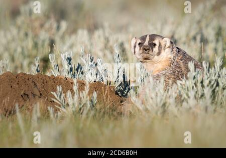 Badger in the Canadian wilderness Stock Photo