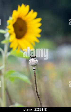 Poppy seed pod and sunflower Stock Photo