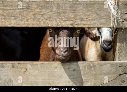 Hong Kong,China:26 Aug,2020. Farm animals at Natures Harvest organic