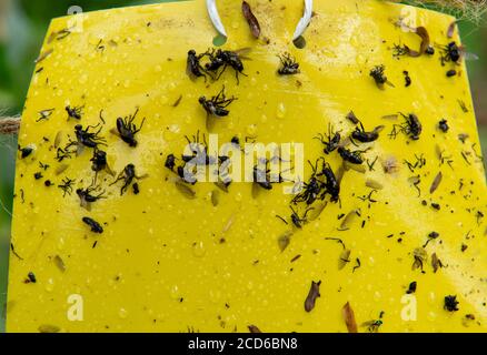 Hong Kong,China:26 Aug,2020.  Fly paper in use at Natures Harvest organic Farm, Pak Shui Wun, Port Shelter Hong Kong Alamy Stock Image/Jayne Russell Stock Photo