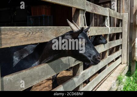 Hong Kong,China:26 Aug,2020. Farm animals at Natures Harvest organic