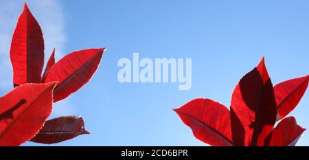 Bright sharp crisp lush elegant red new leaves starkly contrasting the mid pale blue sky and backlit background. Space for text or logo. Stock Photo