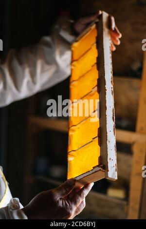Close-up of hands of apiarist examining honey bee hive frame with cells filled with honey  Stock Photo