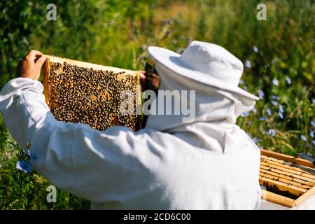 Apiarist in protective workwear and gloves is taking out the honeycomb on wooden frame Stock Photo