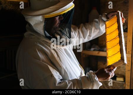 Side view of beekeeper examining honey bee hive frame with cells filled with honey and pollen Stock Photo